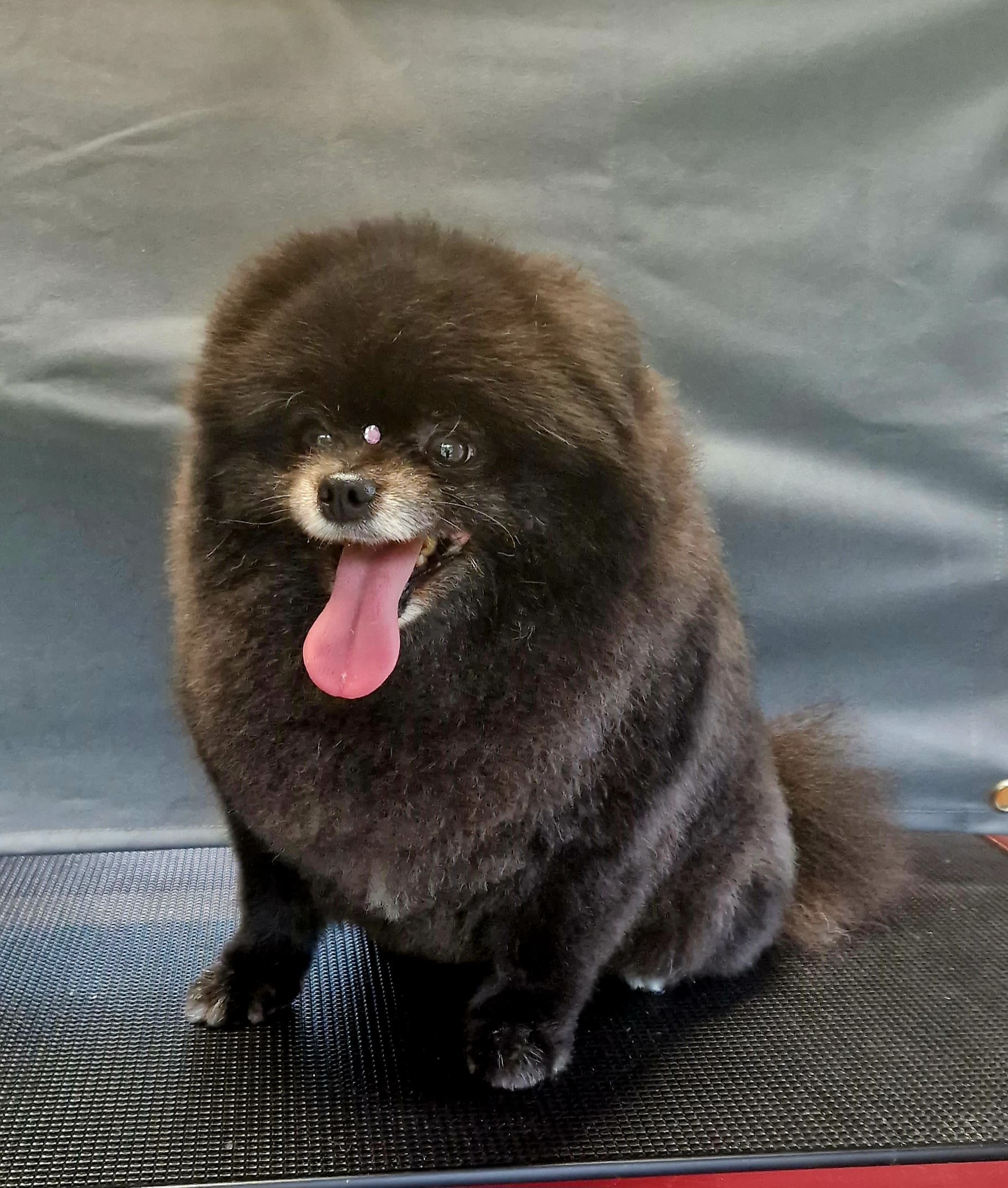 Pomeranian after grooming
