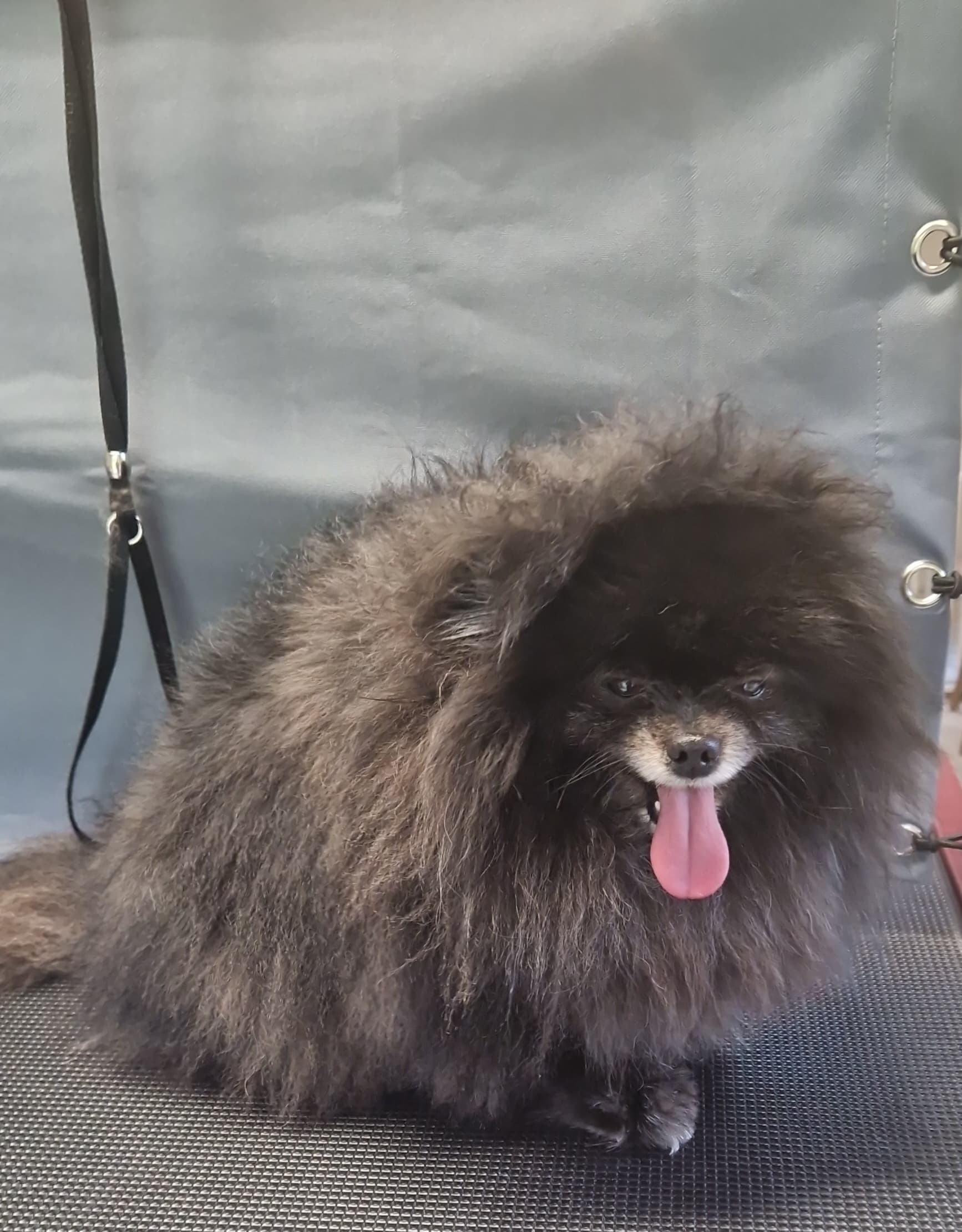 Pomeranian before grooming